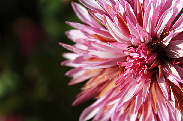 粉色花菊