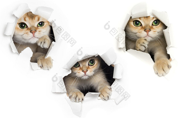 一逗猫偷看撕碎的纸片，在白色背景上分离出的一套