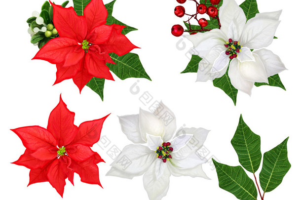 设置。花的 puansetii 白色和红色，叶<strong>插花</strong>。圣诞套。白色背景上孤立.