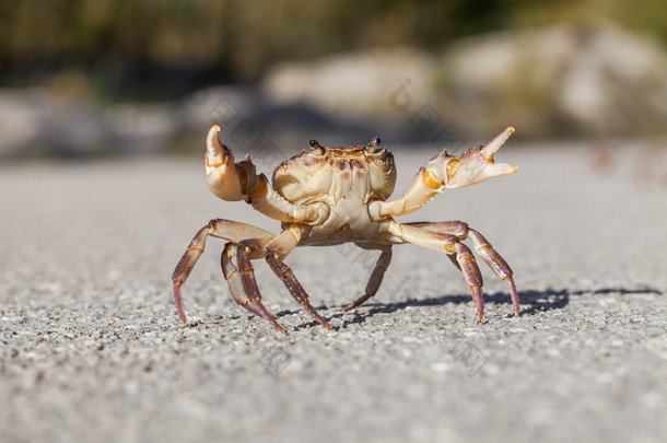 路上的小<strong>螃蟹</strong>