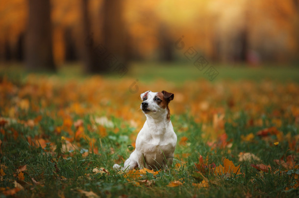 秋天的心情。杰克罗素梗犬狗用树叶。金黄色和红色的颜色