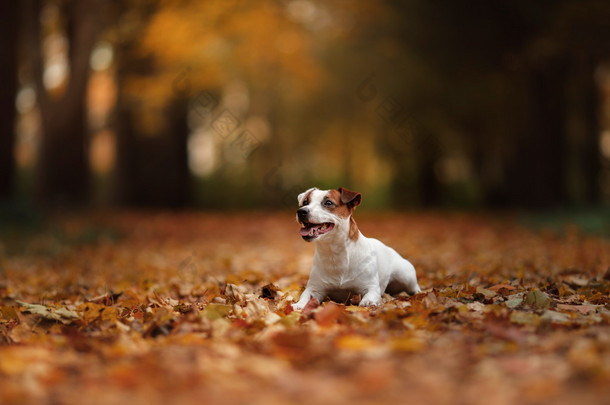 秋天的心情。杰克罗素梗犬狗用树叶。金黄色和红色的颜色