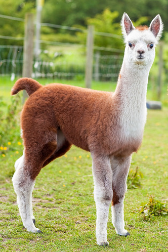 宝贝羊驼棕色和白色图片下载