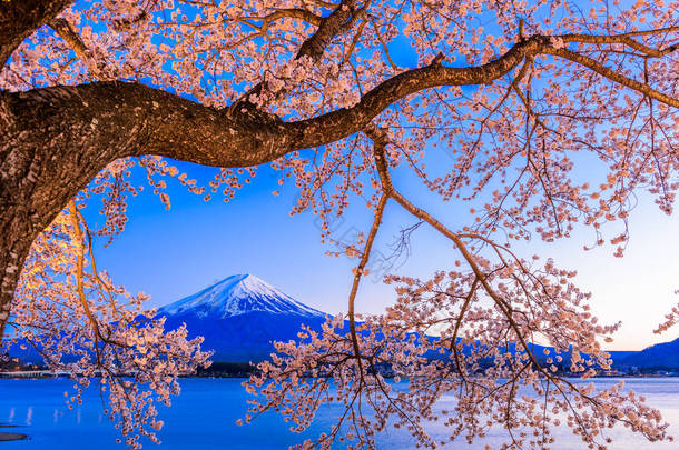 富士山和樱花