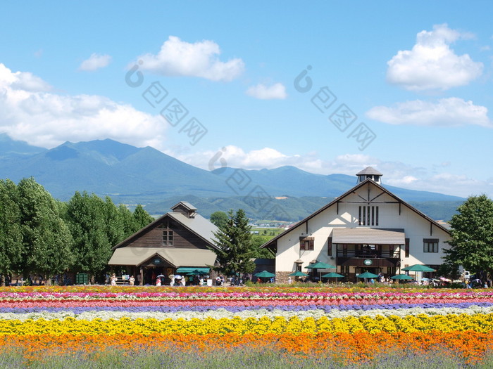 在日本，北海道富良野的富田农场的小房子.