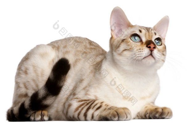 孟加拉猫，6 个月大<strong>了</strong>的前面躺在白色的背景