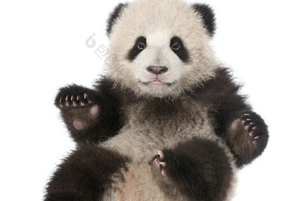 大熊猫大熊猫 (6 个月大)-