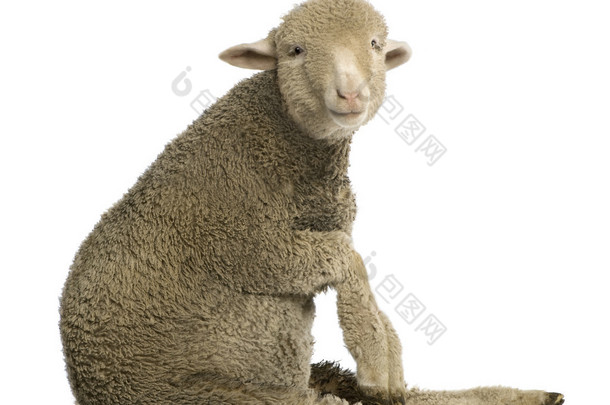 美利奴羊，4 个月大，坐在前面的白色背景