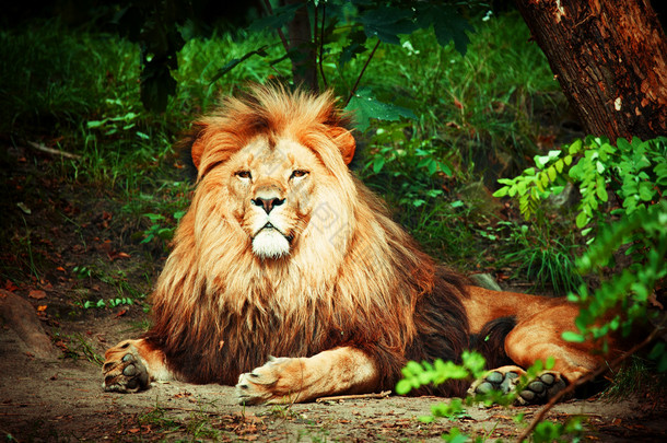 壮观的狮子