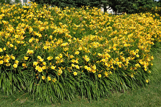 在后院的花圃中黄色 daylillies