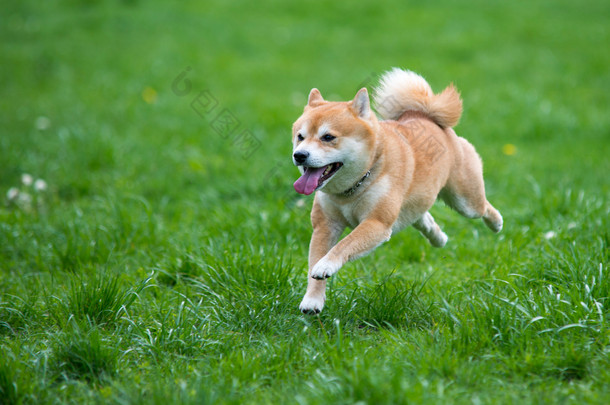 狗跳 shiba inu 在草地上