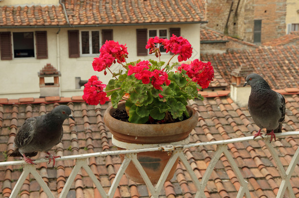 鸽子和鲜花的阳台