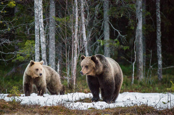 Wild Juvenile Brown Bears