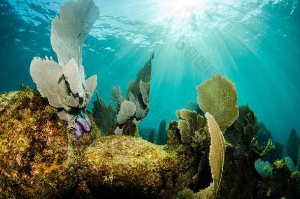 柳珊瑚从加勒比海珊瑚礁