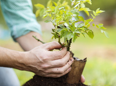 男手种植小树