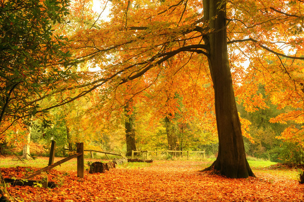 美丽的秋天秋季森林的场景
