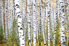 秋天的白桦林。10 月