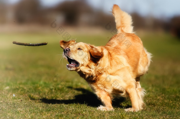 金毛猎犬追逐一根棍子