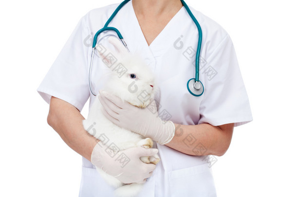 兽医医生抱着可爱的小白兔