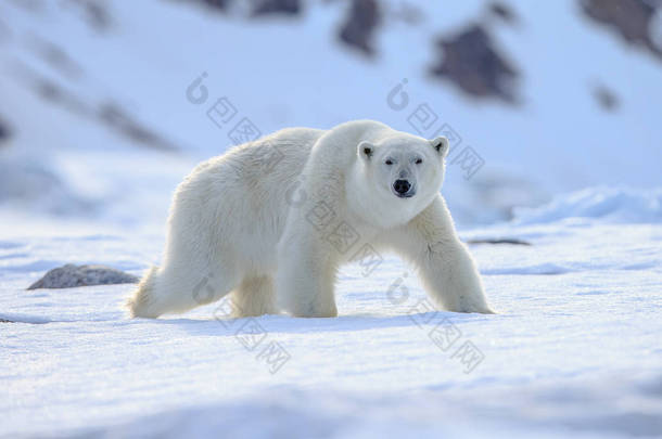 北极熊在雪中