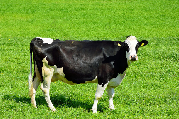 瑞士奶牛在青青的牧场