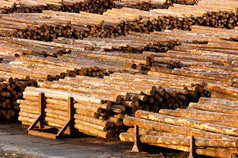 日志结束木轮切测量的树的树干木材厂