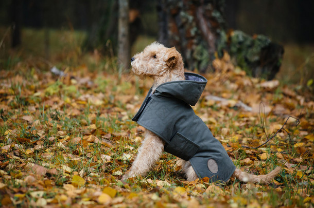 狗在雨衣的秋天的树林