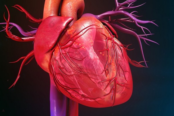 人的心脏解剖