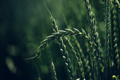 绿色拼小麦作物生长在田地