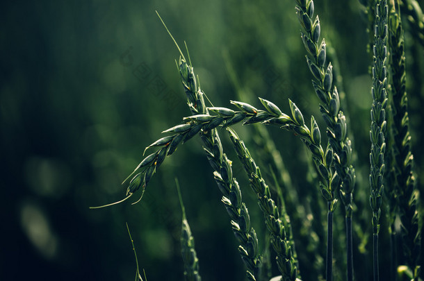 绿色拼<strong>小麦</strong>作物生长在田地