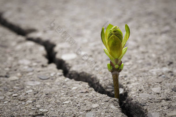 <strong>植物生长</strong>从破裂的路