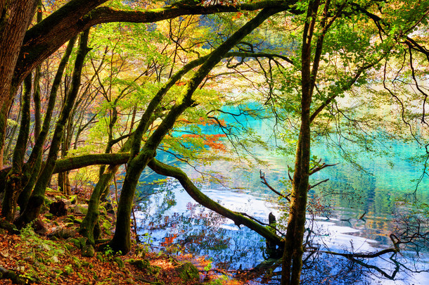 蔚蓝湖和秋林苔木树干的风景