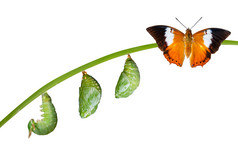 上白，褐黄色的王公蝴蝶的孤立的生命周期。