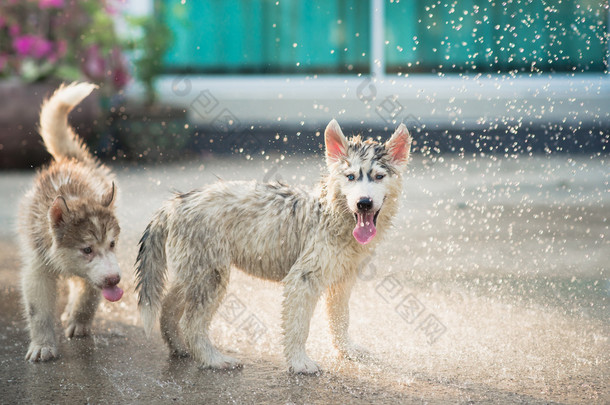西伯利亚雪橇犬小狗摇其外衣脱掉水.