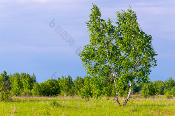 孤独的细长桦木，在绿色的田野