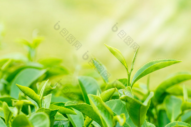 绿茶芽和新鲜的叶子。茶园.