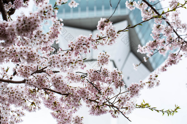五代阁公园的樱花树 .