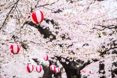 五代阁公园的樱花树 .