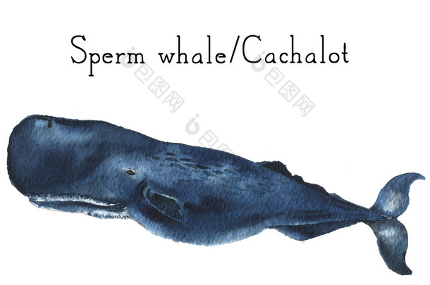 水彩卡查洛特。抹香鲸插图孤立在白色背景上。用于设计、打印或背景