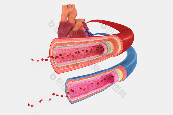 <strong>血管</strong>
