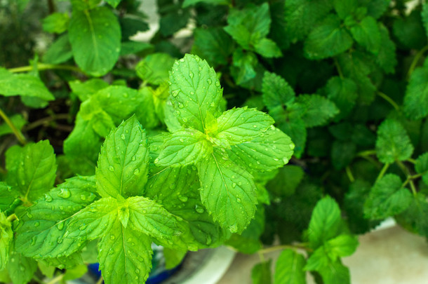 新鲜薄荷<strong>植物</strong>叶