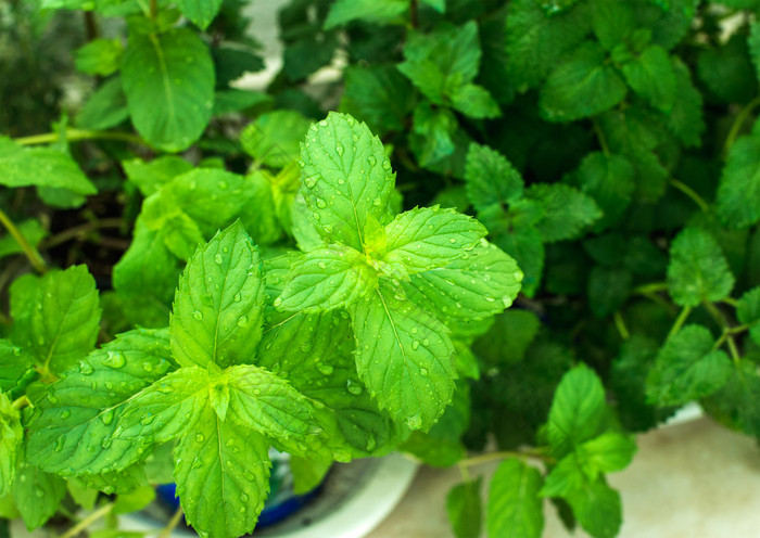 新鲜薄荷植物叶 绿叶蔬菜