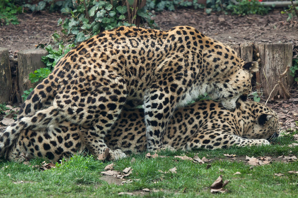 Persian leopards (Panthera pardus saxicolor) 