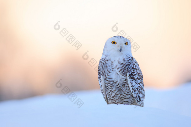 雪白的猫头鹰，雪白并出没 