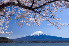 与樱花在春天，河口湖，日本的富士山山美景