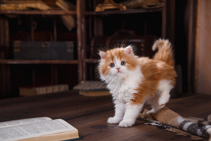 小猫苏格兰折耳猫品种 卤猪耳