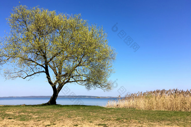 景观树和藤湖海岸