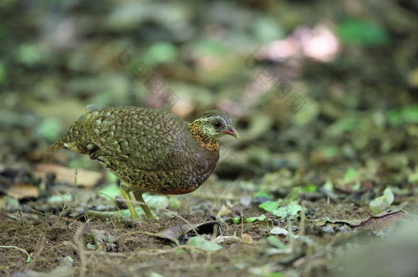 在泰国的绿色腿鹧鸪 (山 chloropus)