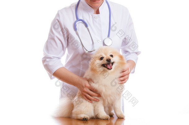 兽医认为狗品种施皮茨，在他脖子上的听诊器，孤立的<strong>背景</strong>