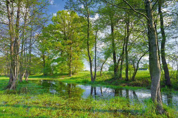 Trees in the swamp. Nature reserve. 